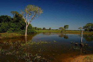 Pantanal landscape