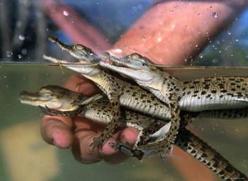 Чтобы подержать маленьких крокодильчиков в руках, надо обязательно предпринять меры предосторожности