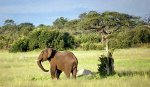 Зимбабве - Хванге - национальный парк Зимбабве
