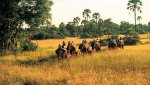 Ботсвана - Абу Кемп  - сафари на слонах