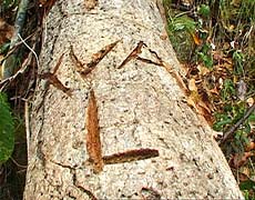 На дереве в районе стоянки было высечено «L и XVA», возможно это было "Лейхгардт" и "15 апреля"