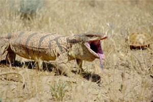 К редким видам заповедника относится самая крупная ящерица в Туркменистане - серый варан