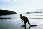 Австралия - Не тронутый рукой человечества остров Кенгуру