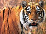 Бангладеш - Бенгальскому тигру в клетке спокойнее