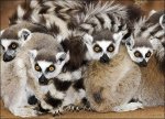 Мадагаскар - Кольцехвостые лемуры