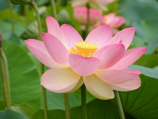 Nelumbo Nucifera