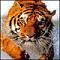   tigra