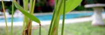 Puri Dalem Sanur Hotel