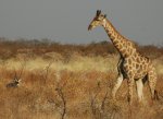  -  -   (Etosha National Park)
